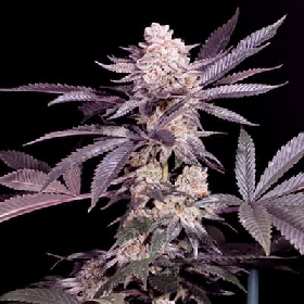 Papaya > Sacred Terps